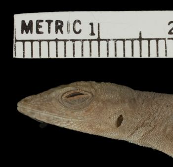 Media type: image; Herpetology R-81139